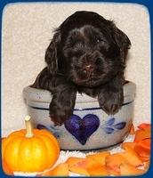 AH pups 4 wks old 61