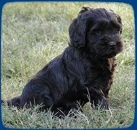 AH pups 6 wks old 53