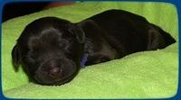 AH pups newborn 3