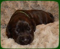 AH pups 2 wks old 3
