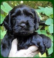 AH pups 5 wks old 10