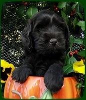 AH pups 6 wks old 26