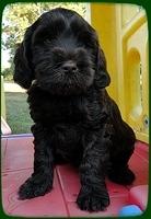 AH pups 7 wks old 31