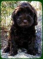 AH pups 8 wks old 25