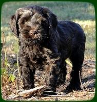 AH pups 8.5 wks old 2