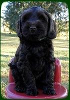 AH pups 8.5 wks old 3