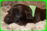 AH pups 2 wks old 11