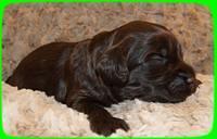 AH pups 2 wks old 12