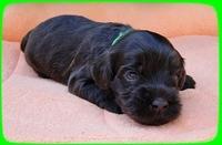 AH pups 3 wks old 13