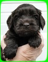 AH pups 4 wks old 1