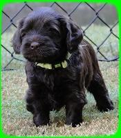 AH pups 5 wks old 30