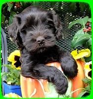 AH pups 6 wks old 11