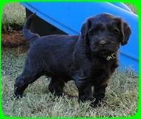 AH pups 6 wks old 51