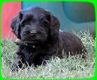 AH pups 6 wks old 63