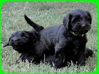 AH pups 6 wks old 67