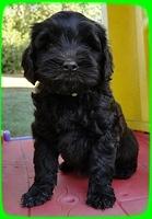 AH pups 7 wks old 33