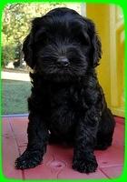 AH pups 7 wks old 34