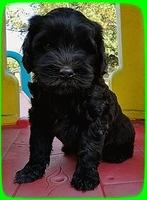 AH pups 7 wks old 35