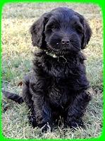 AH pups 8.5  wks old 1