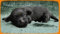 AH pups 1 wk old 26