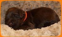 AH pups 2 wks old 10
