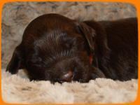 AH pups 2 wks old 9