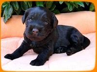 AH pups 3 wks old 11