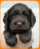 AH pups 4 wks old 10