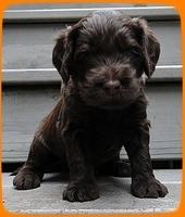 AH pups 4 wks old 11