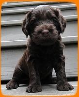 AH pups 4 wks old 12