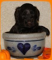 AH pups 4 wks old 72