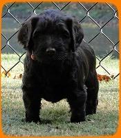 AH pups 5 wks old 25