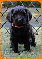 AH pups 5 wks old 27