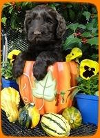 AH pups 6 wks old 17