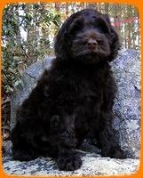 AH pups 8 wks old 74