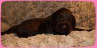 AH pups 2 wks old 38