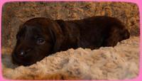 AH pups 2 wks old 42
