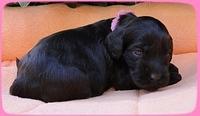 AH pups 3 wks old 5