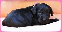 AH pups 3 wks old 6