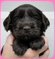 AH pups 4 wks old 14