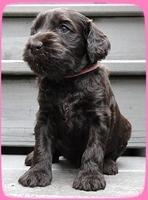 AH pups 4 wks old 15