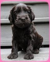 AH pups 4 wks old 16