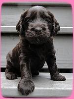 AH pups 4 wks old 17