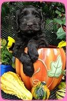 AH pups 6 wks old 45