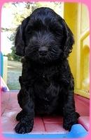 AH pups 7 wks old 4