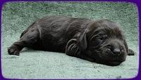 AH pups 1 wk old 22