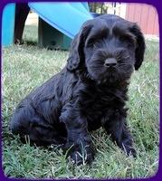 AH pups 6 wks old 68