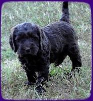 AH pups 6 wks old 76