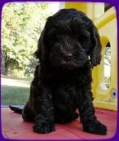 AH pups 7 wks old 36