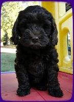 AH pups 7 wks old 37